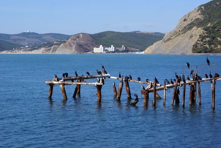 Birds on the sea shore in Bolshoy Utrish, Black sea coast, Russia                    の写真素材