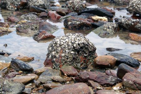 low tide on the stone beach in thailand                   の写真素材