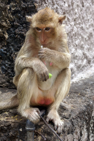 Eating on the wall monkey in Thailand               