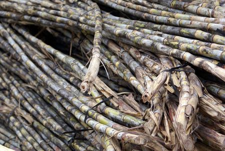 Sugar cane on the market in Vietnam                   の写真素材