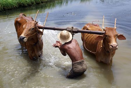 Man washing cattle in the lake in Myanmar                 の写真素材