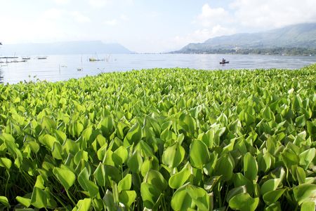 Green grass and lake Toba, Sumatra              の写真素材
