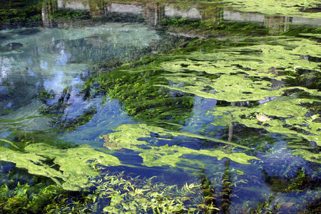 Blue water and green seaweed                  