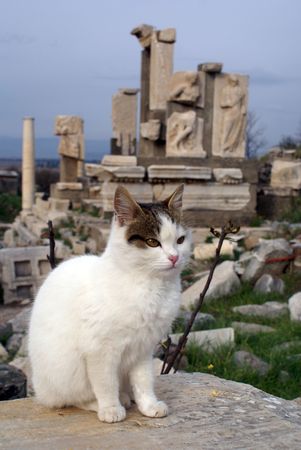 Cat on the stone and ruins in Ephesus, Turkey                     の写真素材