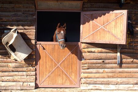 Horse in the window of barn on the farm in Turkey             の写真素材