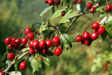 Red berries on the tree                の写真素材
