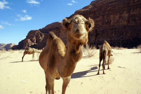 Camels near mount in Wadi Rum desert, Jordan             の写真素材