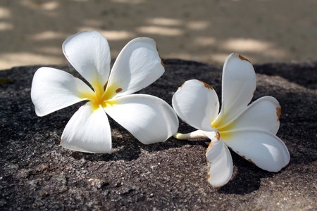 Two flowers of magnolia under tree on the stone in Sri Lankaの写真素材