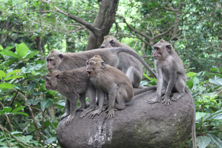 Monkies on the stone in the forest of Bali, Indonesia