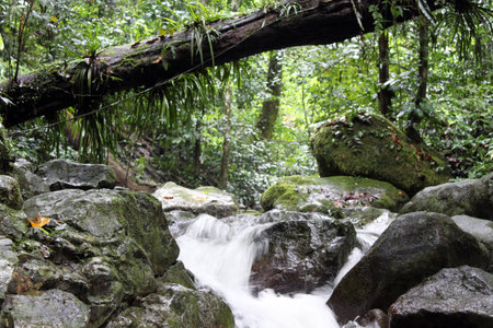 River in the rainforest in Kinabalu national park in Sabah, Borneo, Malaysia