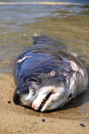 Dead shark on the beach in the waterの写真素材