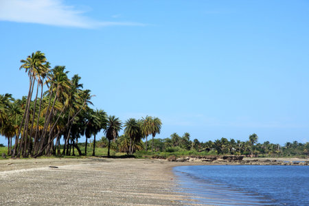 Palm trees on the beach near Nadi in Fiji