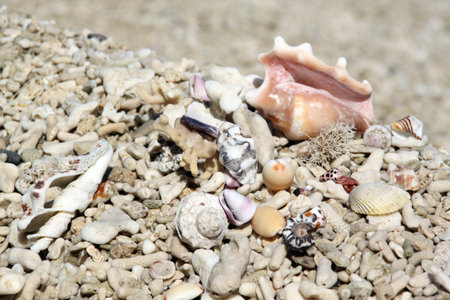 White corals and shells on the beach of tropical island