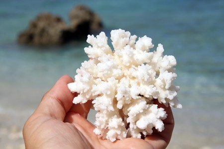 White coral in human palm on the beachの写真素材