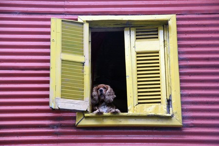 Dog in the open window of house in Buenos Ayeresの写真素材