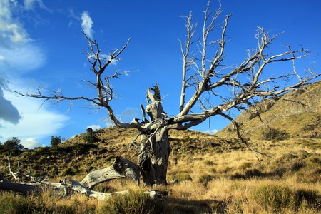 Dry tree in national park near El Chalten, Argentinaの写真素材