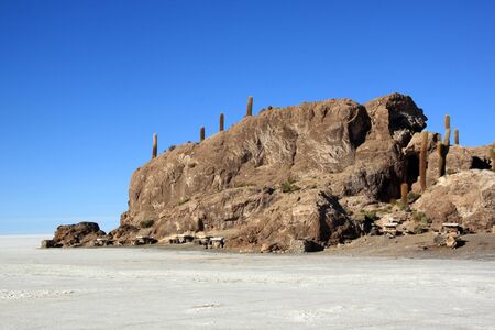 Cactuses on the island Incahuasi in uyuni salt lake, Boliviaの写真素材