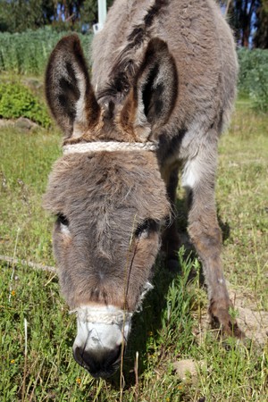 Head of donkey on the field on farm の写真素材