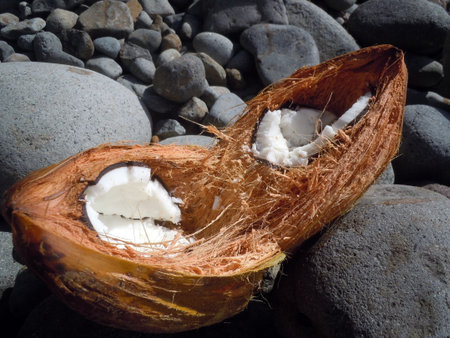 Open coconut on the stones of coast in Dominica          