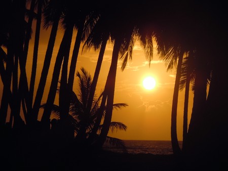 Palm trees and sun on the coast in Dominicana, Caribbean          の写真素材