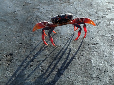 Red crab on the road in central Cuba          の写真素材