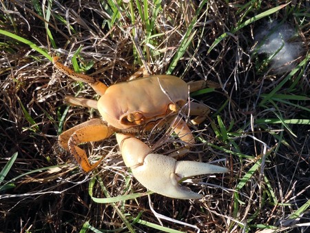 Grass and crab on the field in central Cuba          の写真素材