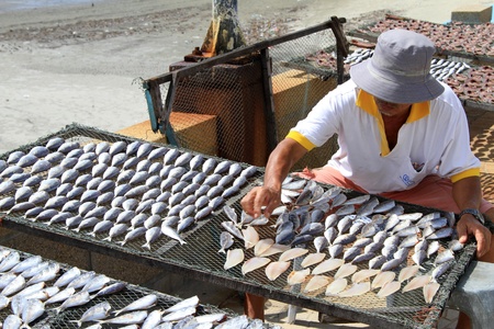 Fisherman with dry headless fish on the beachのeditorial素材