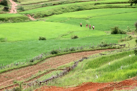 Rice fields on the slopes of mountain in Shan state, Myanmarの写真素材