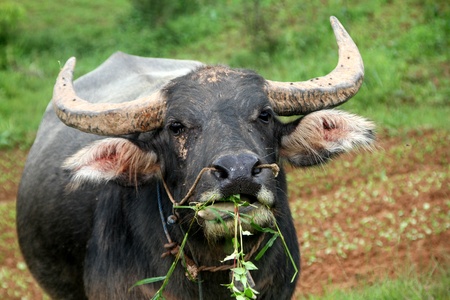 Big black cow with horns on the green field, Myanmarの写真素材