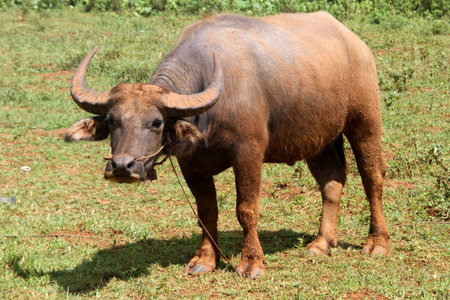 Dirty bull on the green field, Myanmar