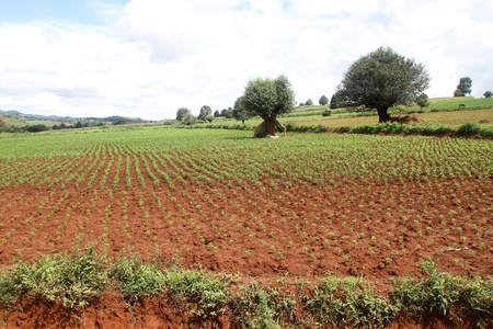New small green plant on the field in Shan state, Myanmarの写真素材