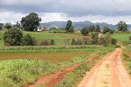 Dirty roan and cornfield in Shan state, Myanmarの写真素材