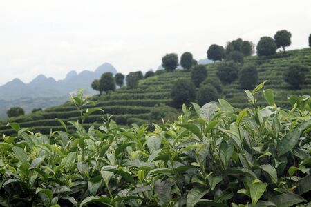 Tea bush and plantation on the hill, Chinaの写真素材