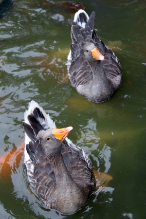 Two gooses in the pond with fishの写真素材