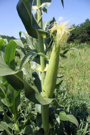 Corn on the farm field in Croatia