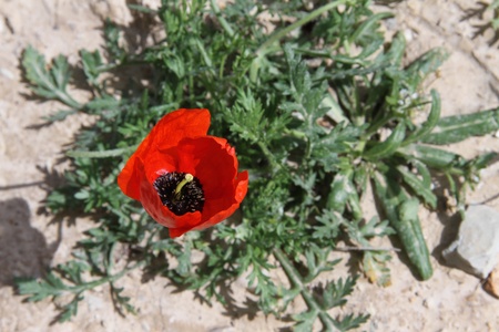 Red poppy on the landの写真素材