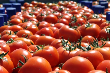 Tomato in the boxesの写真素材