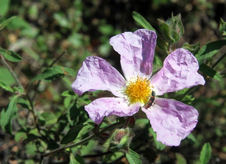 Big flower and insect on the fieldの写真素材