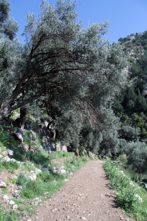 Dirt road and olive trees in Turkeyの写真素材