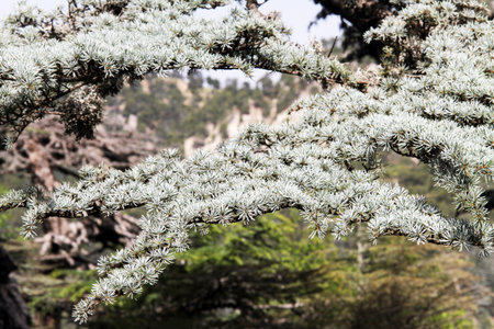 Big branch of cedar tree, Turkey