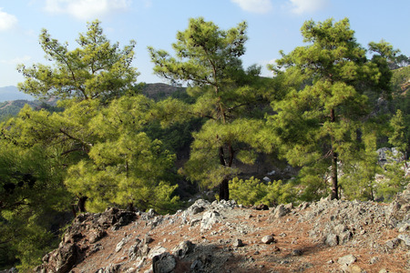 Pine trees in mountain area in Turkeyの写真素材
