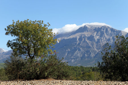 Tree and mountain with clouds in Turkeyの写真素材