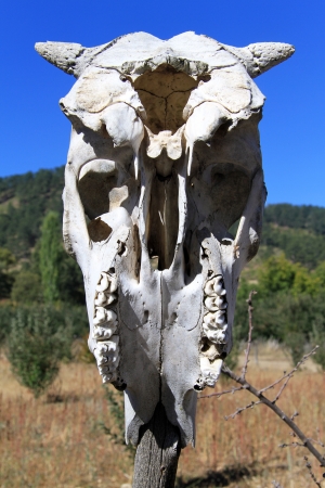 Big horse skull in the fieldの写真素材