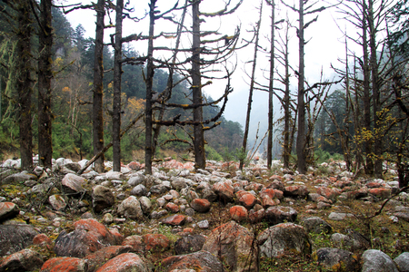 Color rocks and trees in mountain, Nepalの写真素材