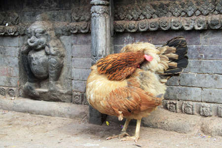 Chicken near the wall of temple in Bhaktapur, Nepalの写真素材