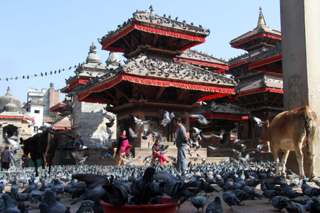KATHMANDU, NEPAL - CIRCA NOVEMBER 2013 People, cow and birds on the Durbar square  のeditorial素材