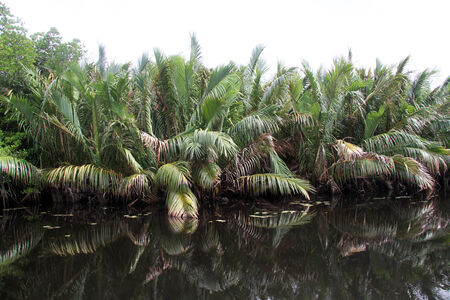 Palm trees near the river in Sri Lankaの写真素材