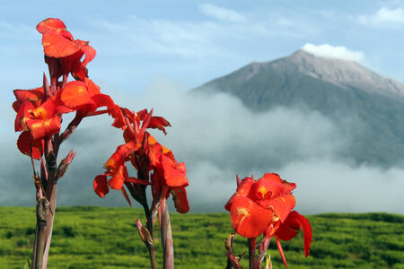 Big red flowers and volcano Kerinci on the background in Indonesiaの写真素材