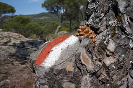 Sign of Carian way on the pine tree in the forest, Turkey                               の写真素材