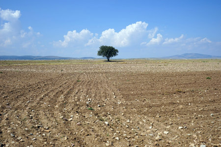 Lonely tree on the plowed landの写真素材